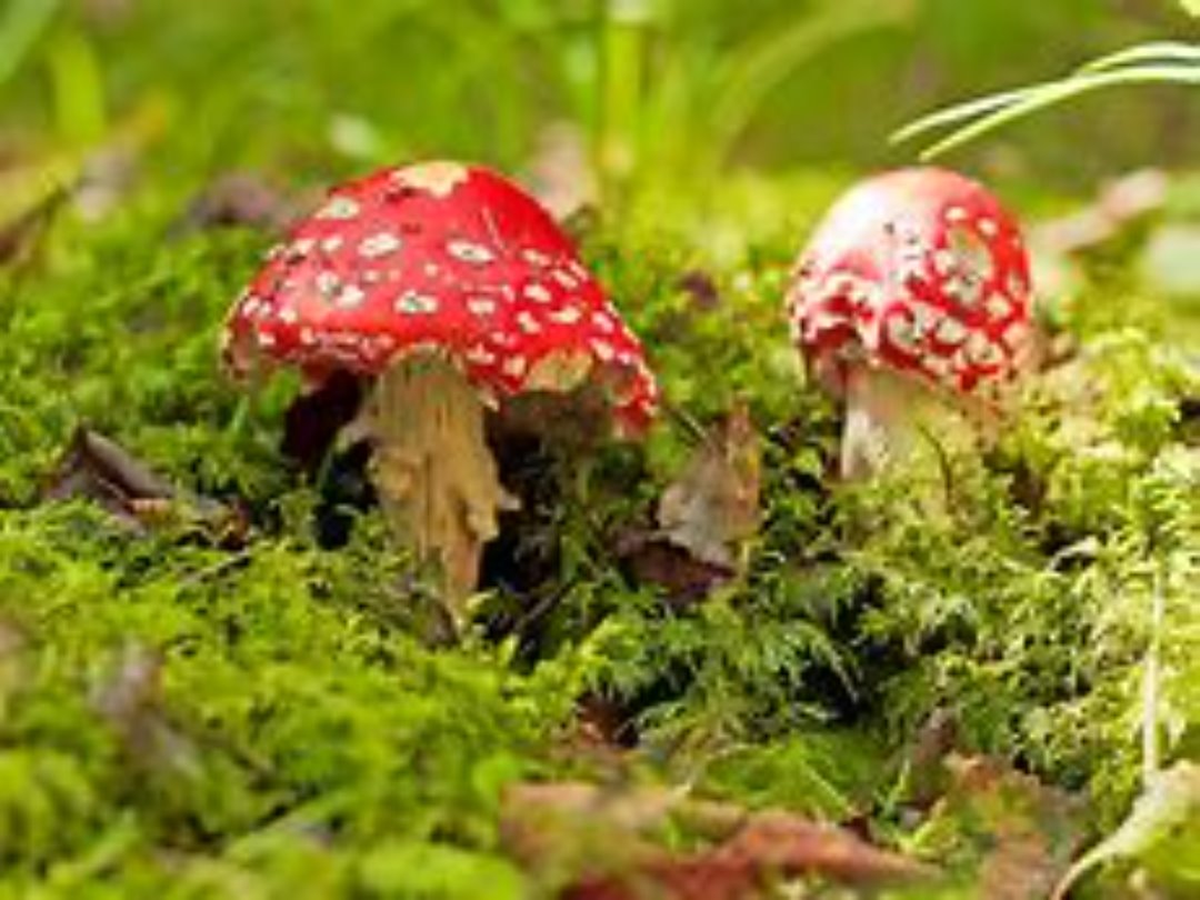 Who Fancies Some Magic Mushrooms? Who Fancies Some Magic Mushrooms?